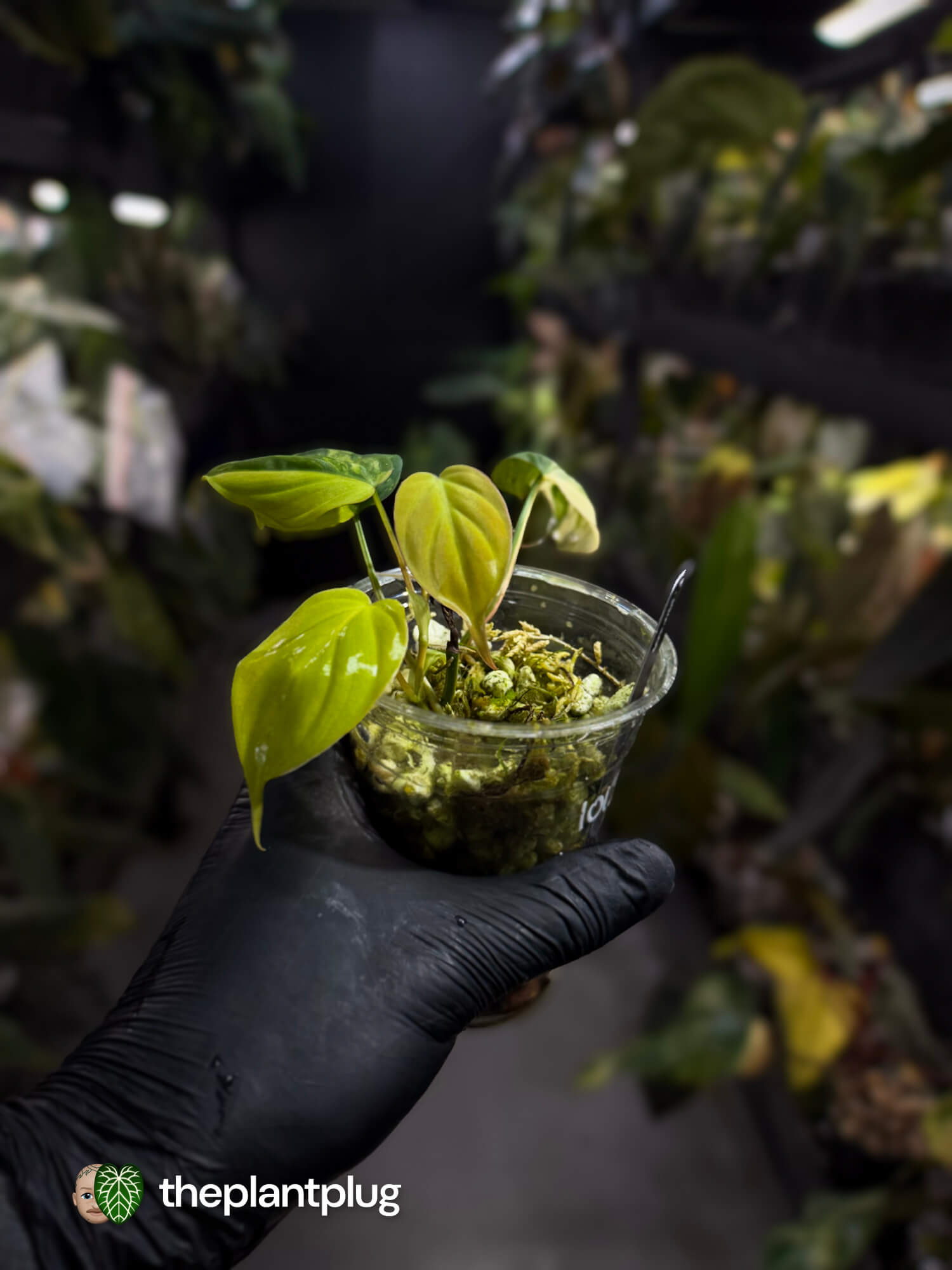 Philodendron micans • highly variegated ✨