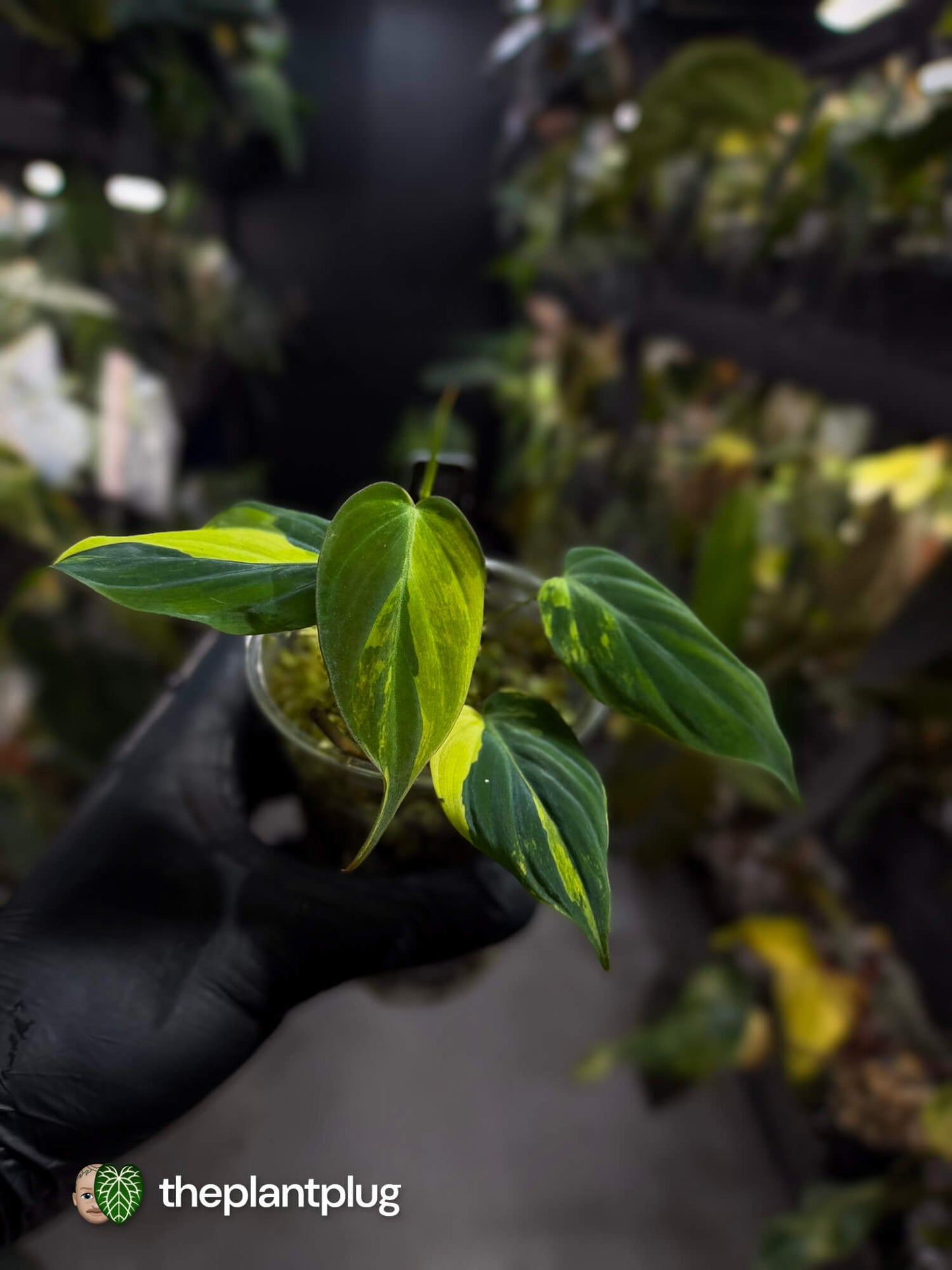 Philodendron micans • variegated