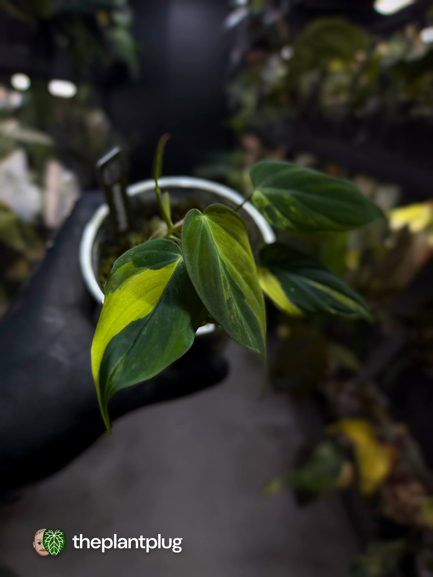 Philodendron micans • variegated