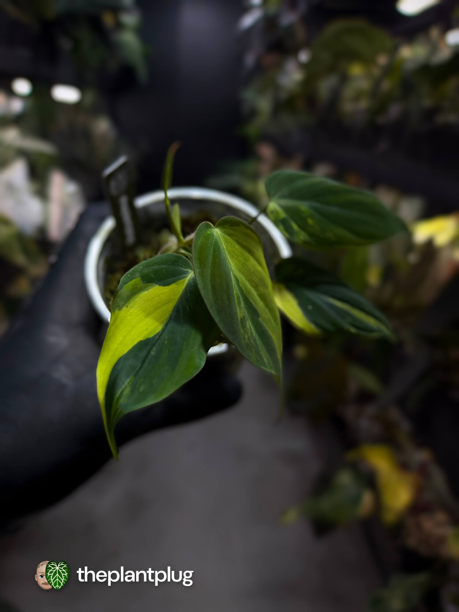Philodendron micans • variegated