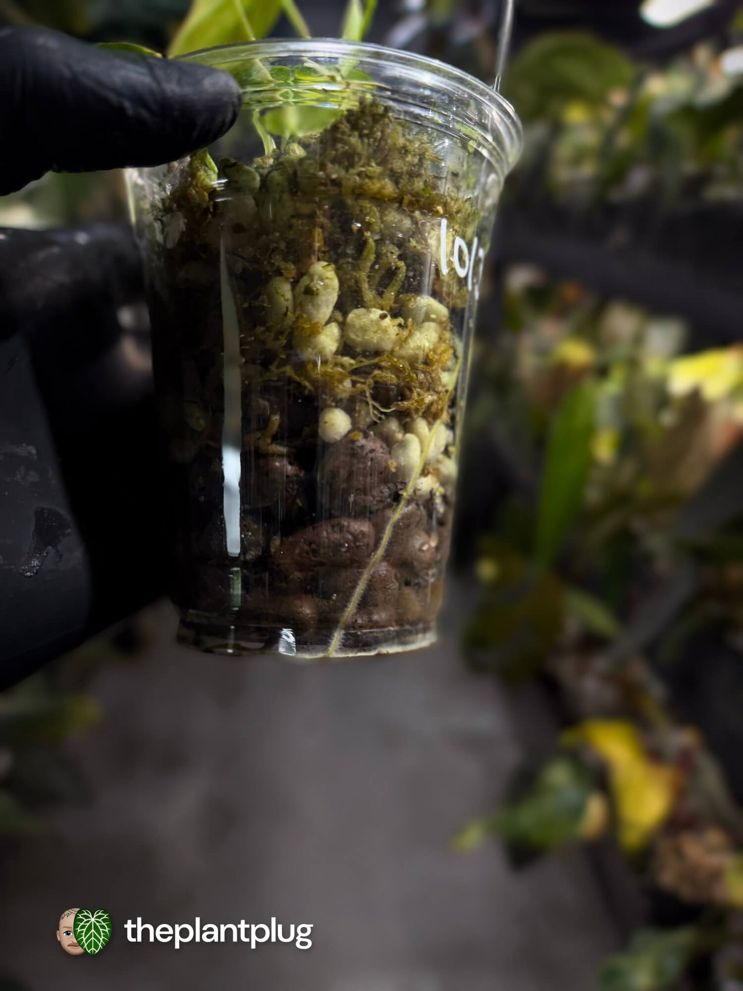 Philodendron micans • variegated