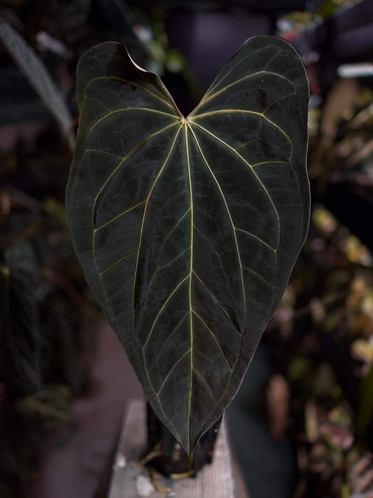 Anthurium 'Black x' (ex. Equatorial Exotics) • select