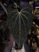 Anthurium 'Black x' (ex. Equatorial Exotics) • select
