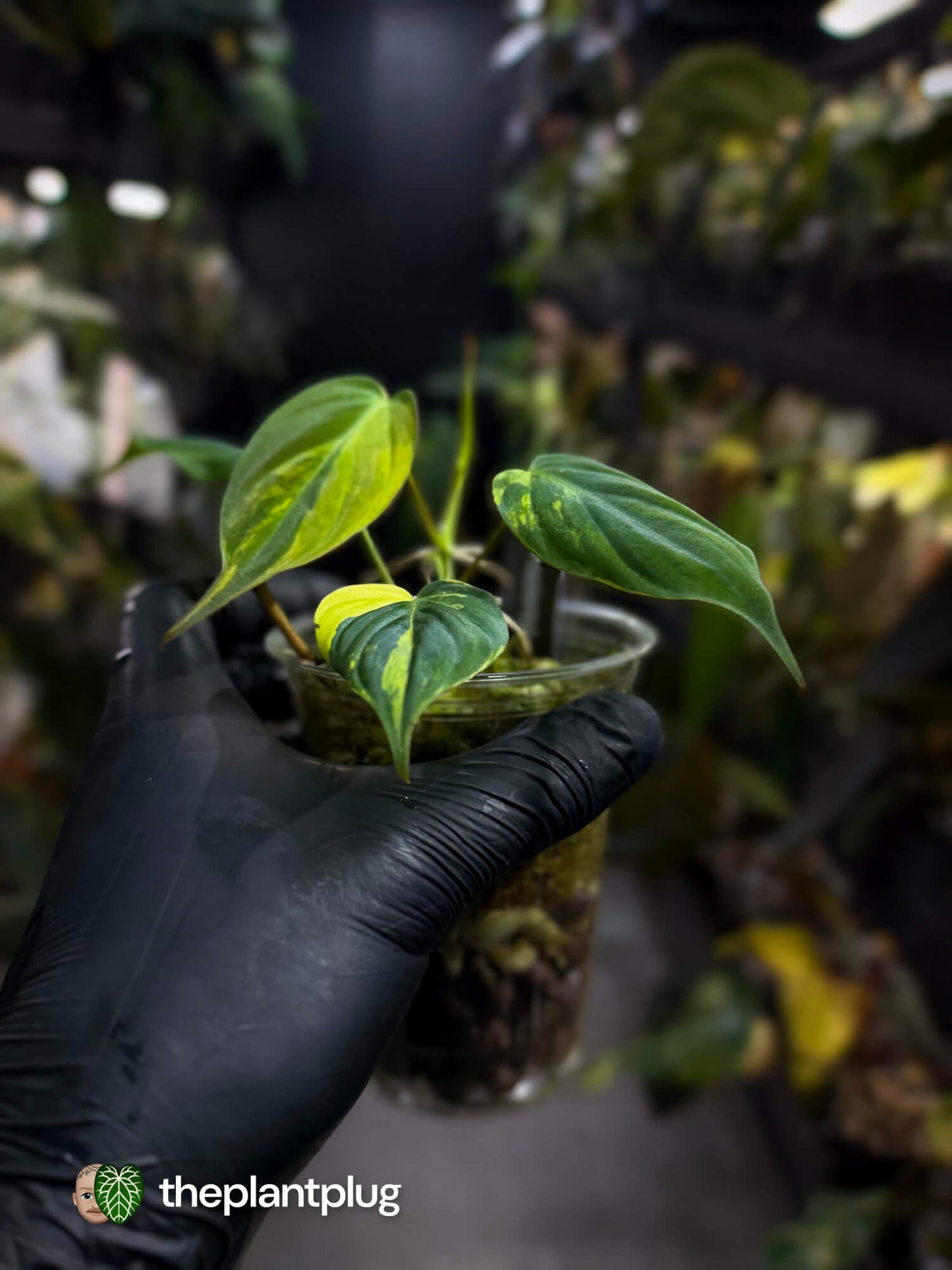 Philodendron micans • variegated