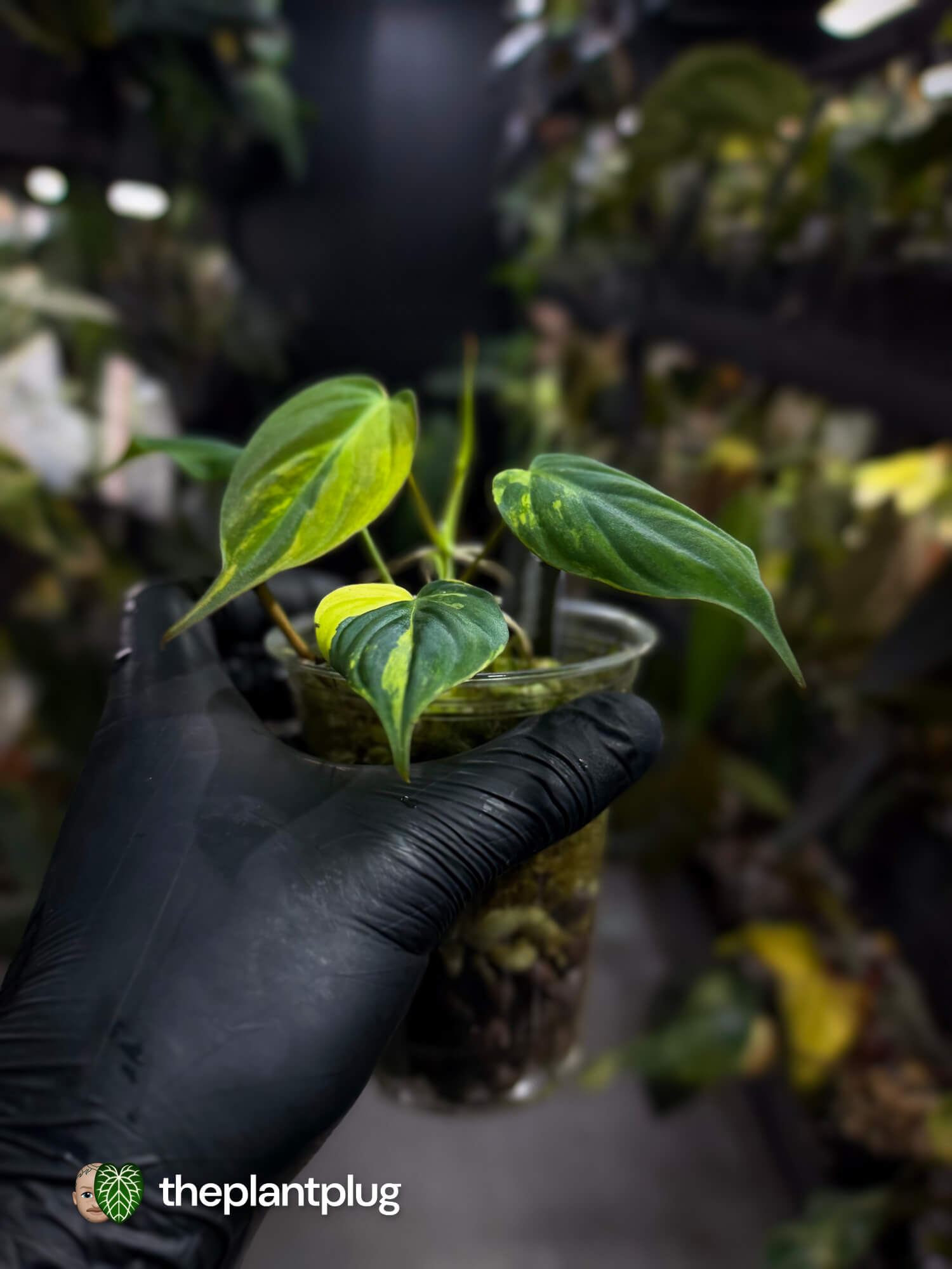 Philodendron micans • variegated