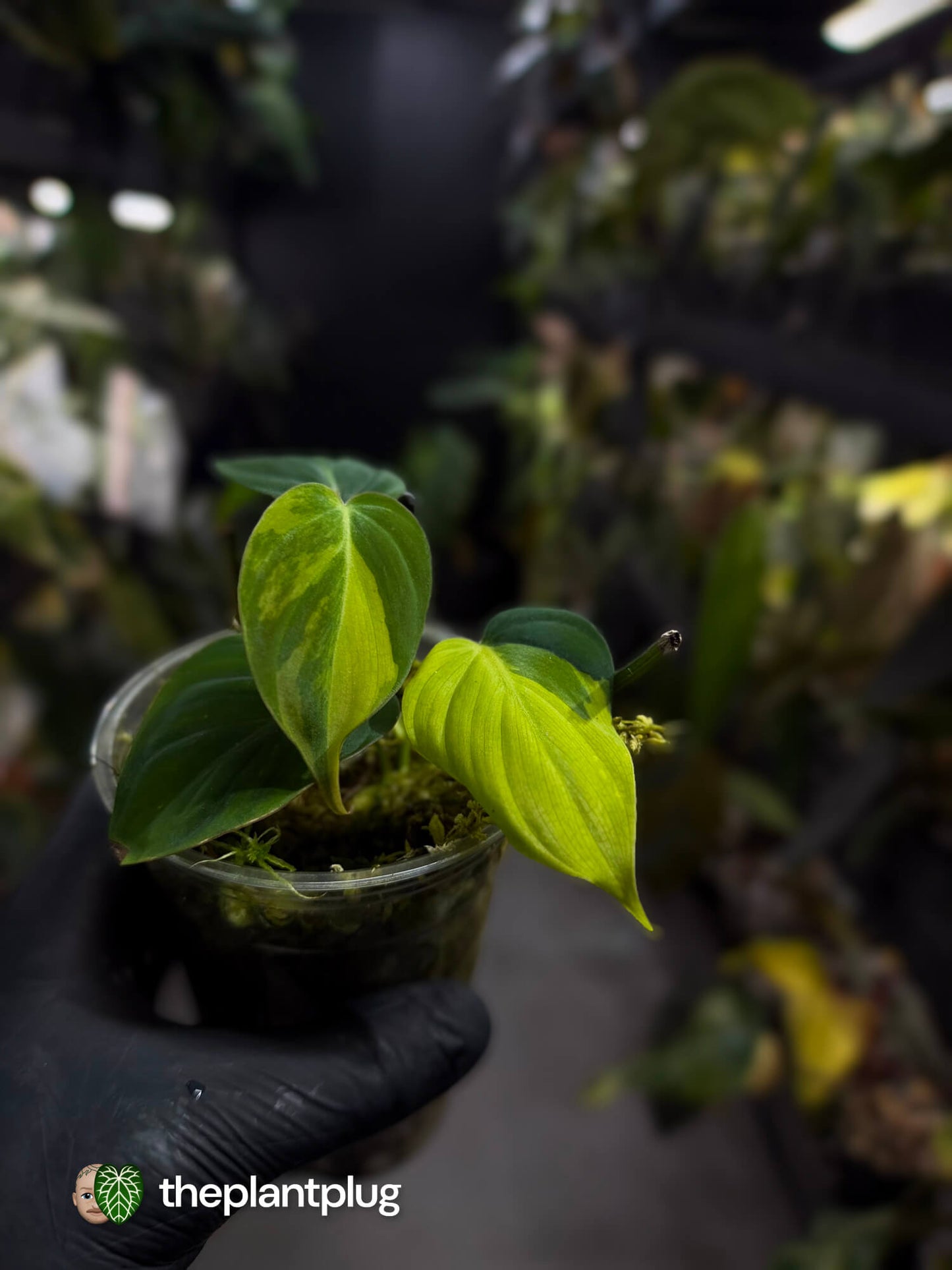 Philodendron micans • variegated