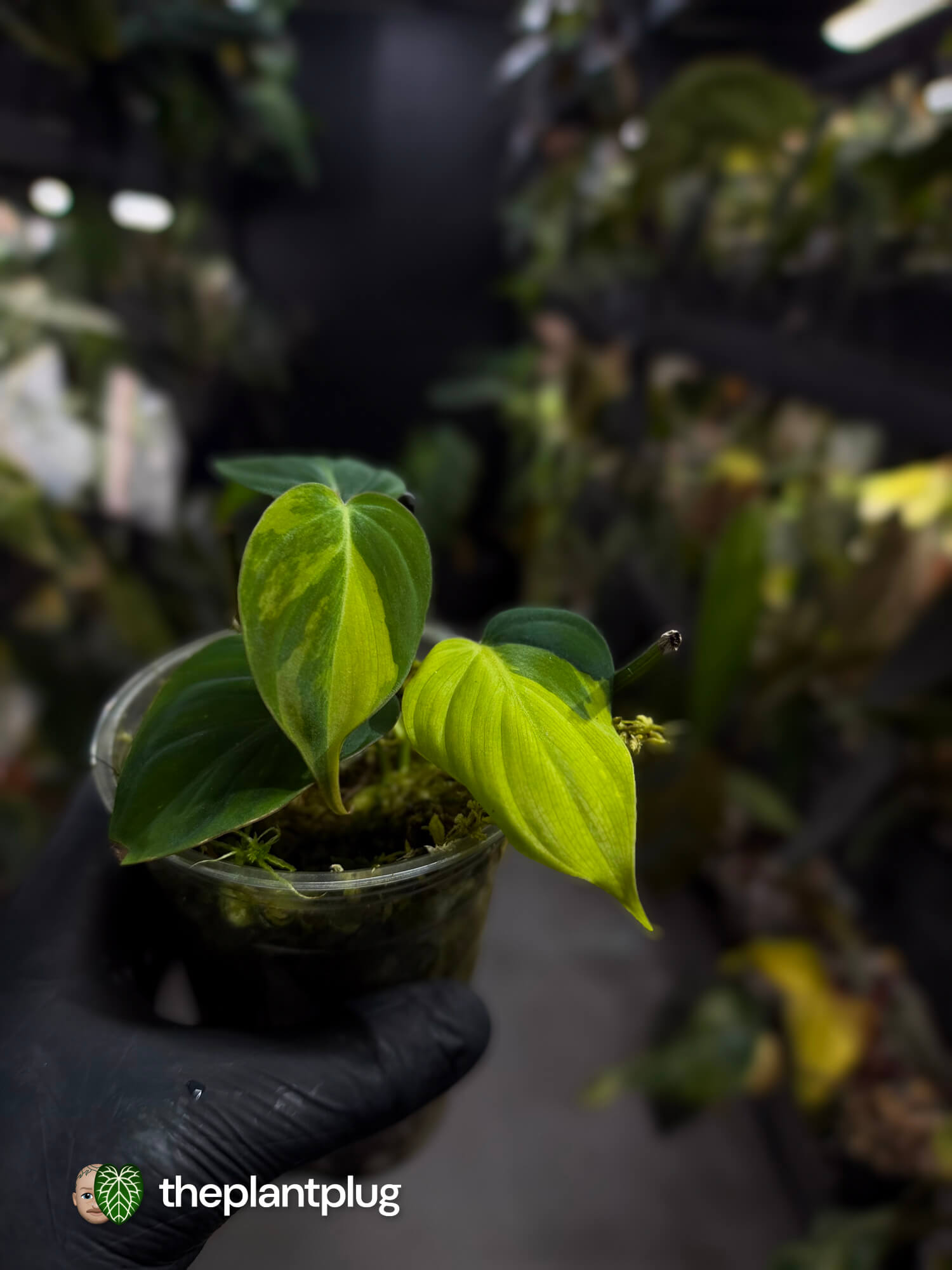 Philodendron micans • variegated