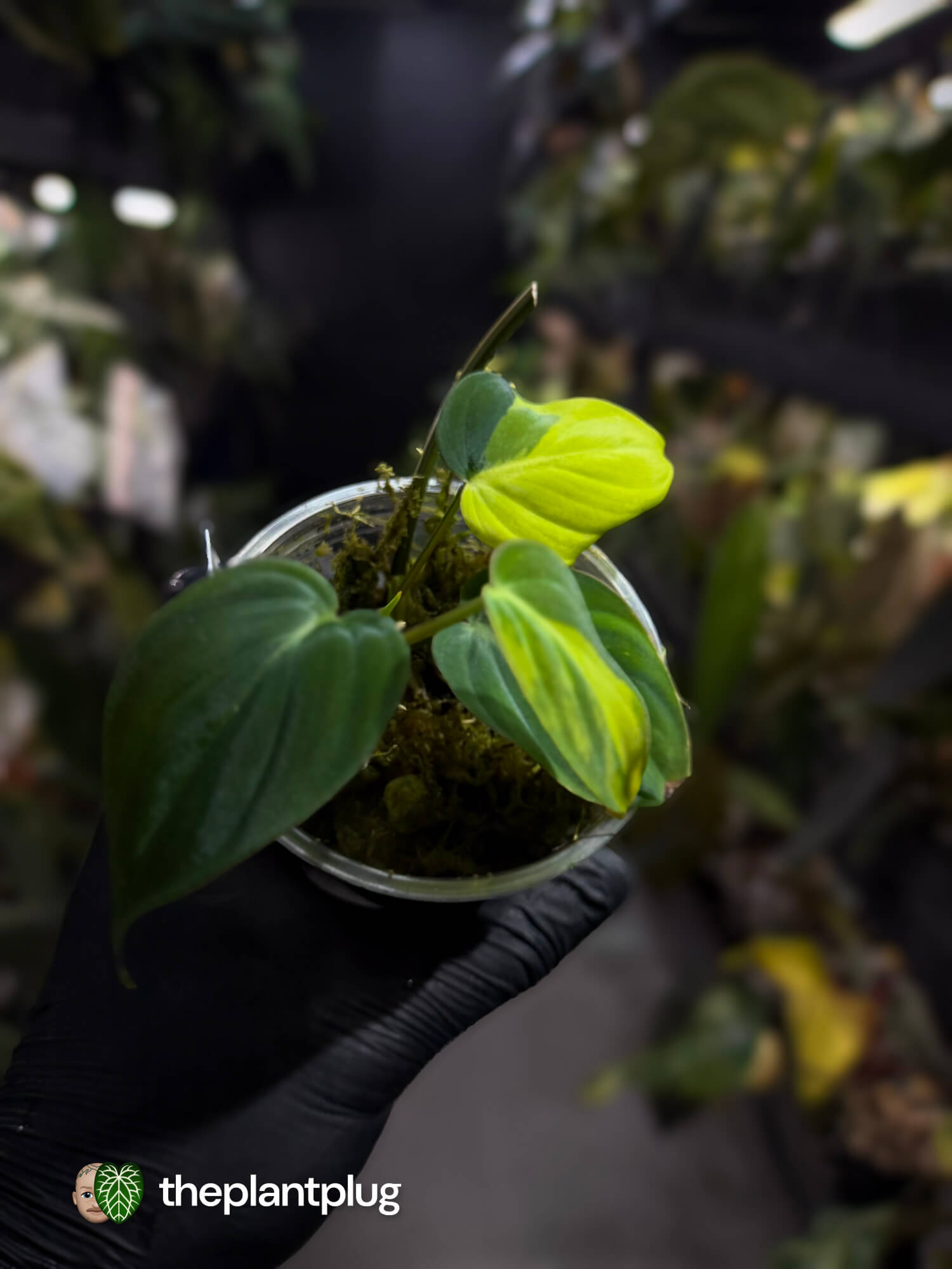 Philodendron micans • variegated