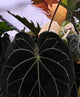 Anthurium ZaraMichelle carla x Black Widow • germinated seeds