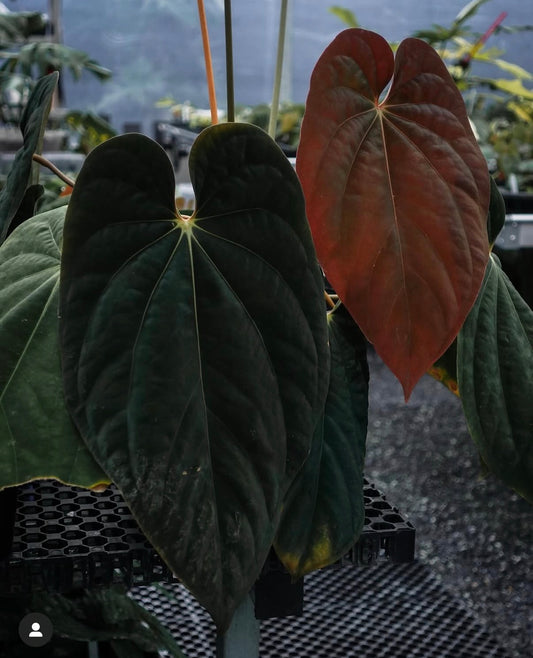 Anthurium antolakii (ex. Tezula) x self