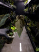 Anthurium ((pap x dress) x 'Waddle Noid') x papillilaminum