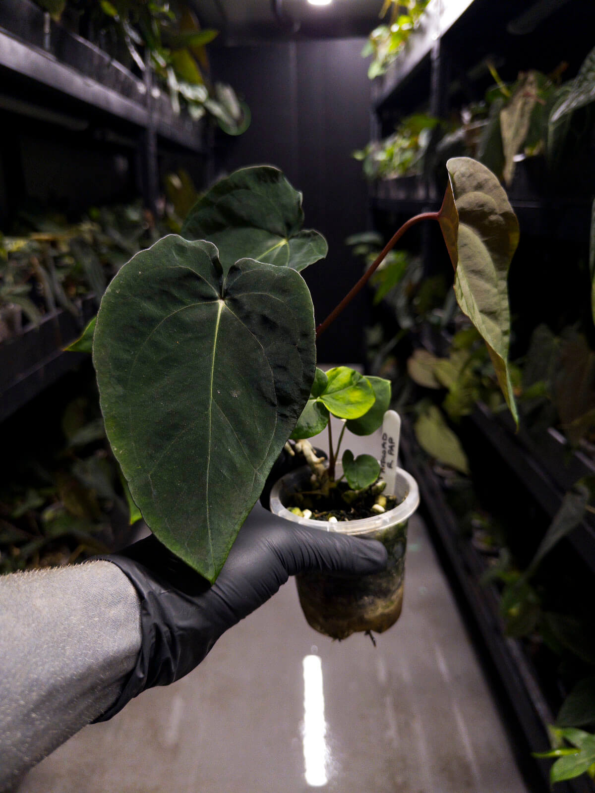 Anthurium ((pap x dress) x 'Waddle Noid') x papillilaminum