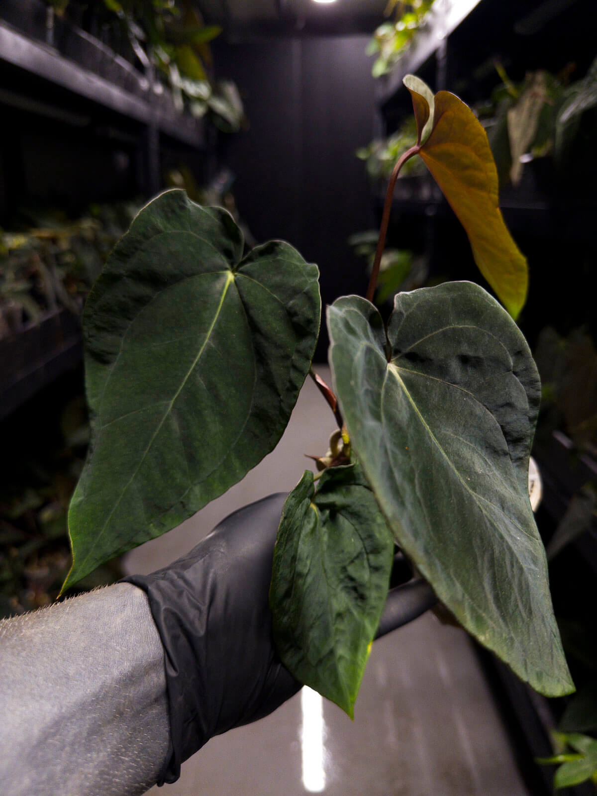 Anthurium ((pap x dress) x 'Waddle Noid') x papillilaminum