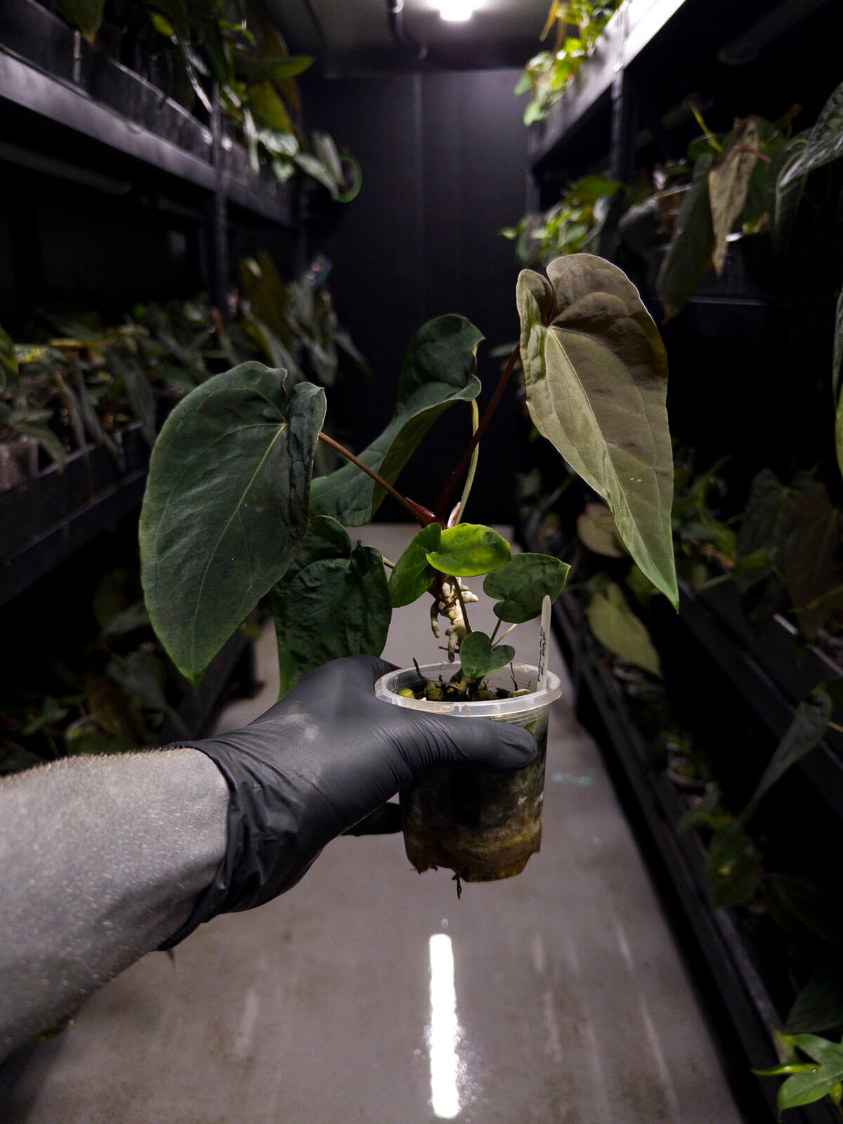Anthurium ((pap x dress) x 'Waddle Noid') x papillilaminum