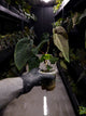 Anthurium ((pap x dress) x 'Waddle Noid') x papillilaminum