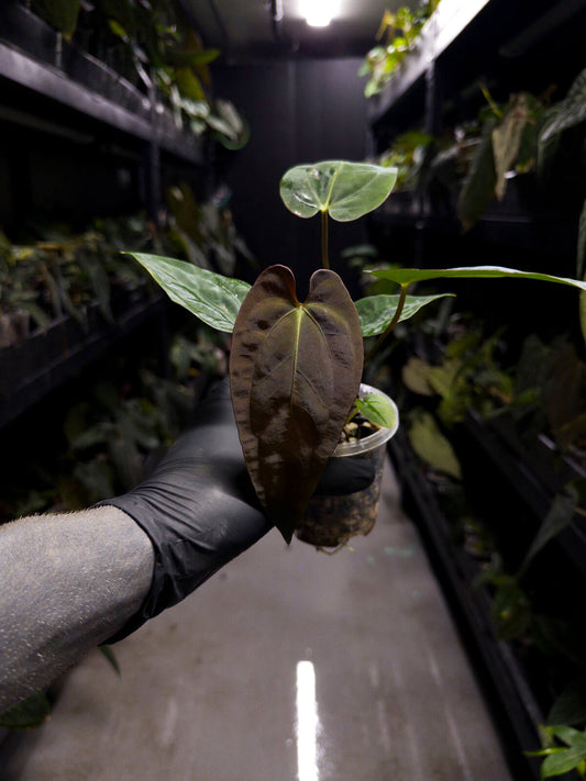 Anthurium #UluruDreams • papillilaminum x dressleri ex. JS x 'Dropbear'