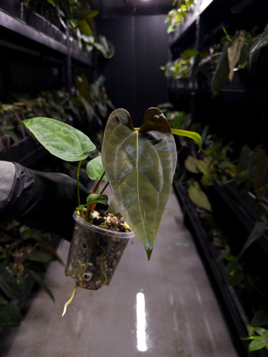 Anthurium #UluruDreams • papillilaminum x dressleri ex. JS x 'Dropbear'