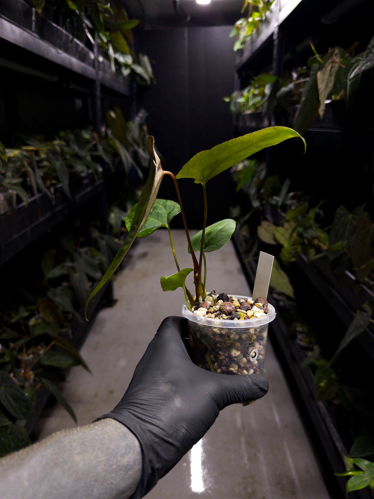 Anthurium #UluruDreams • papillilaminum x dressleri ex. JS x 'Dropbear'