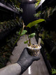 Anthurium #UluruDreams • papillilaminum x dressleri ex. JS x 'Dropbear'