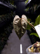 Anthurium #UluruDreams • papillilaminum x dressleri ex. JS x 'Dropbear'