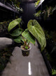 Anthurium #BlinkyBill • #TwinPhoenix x 'Drop Bear'