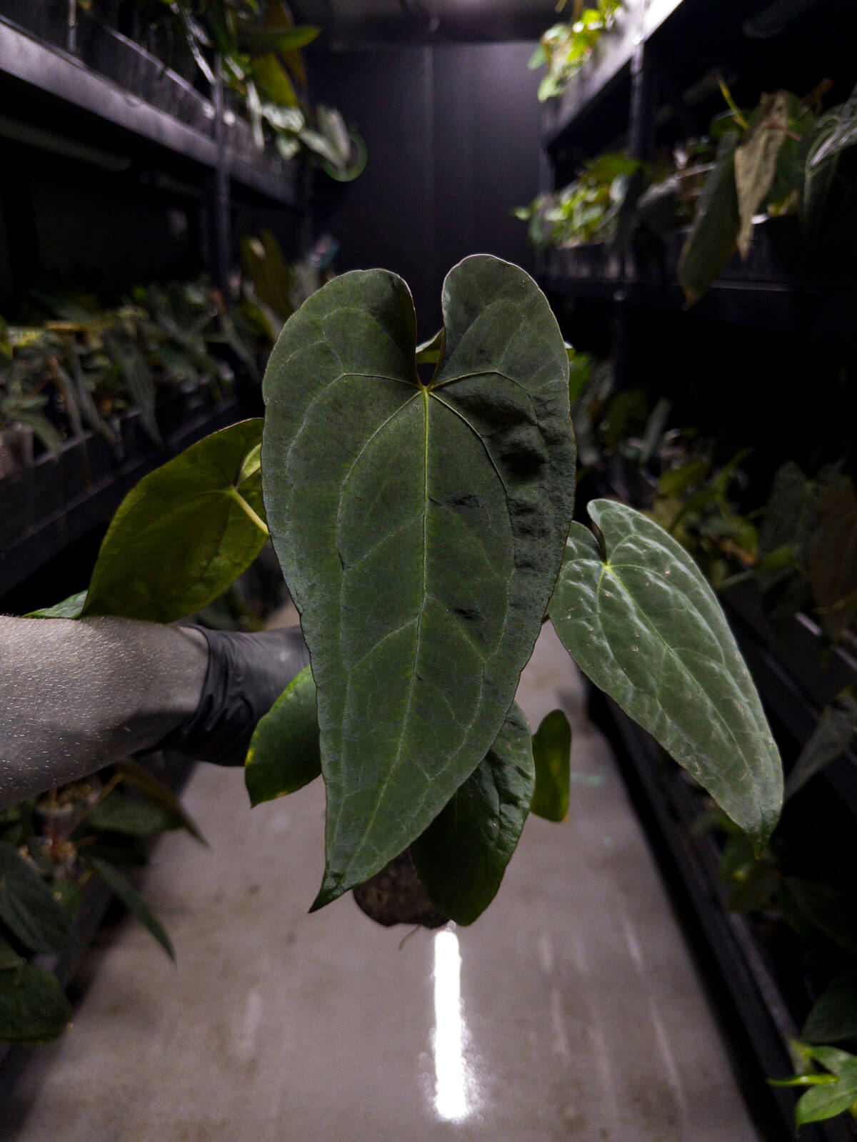 Anthurium #Moloch • #TwinPhoenix 'Narrow' x 'Dropbear'