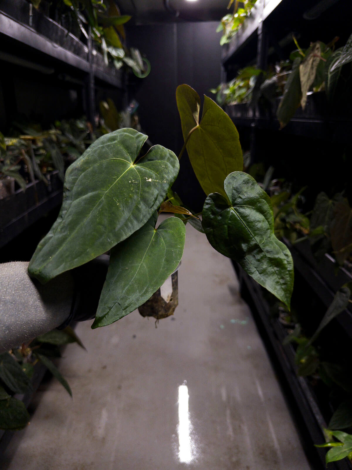 Anthurium #Moloch • #TwinPhoenix 'Narrow' x 'Dropbear'