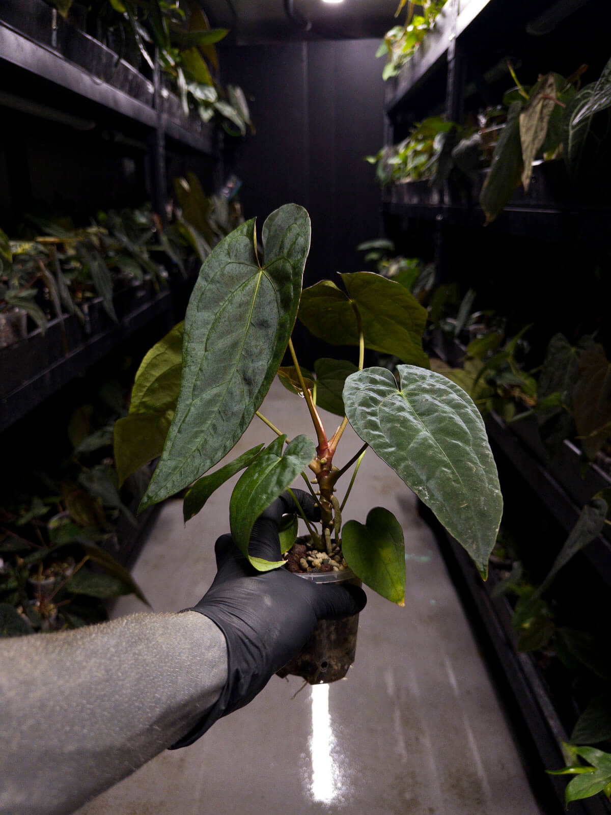 Anthurium #Moloch • #TwinPhoenix 'Narrow' x 'Dropbear'