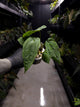 Anthurium 'Dropbear' x