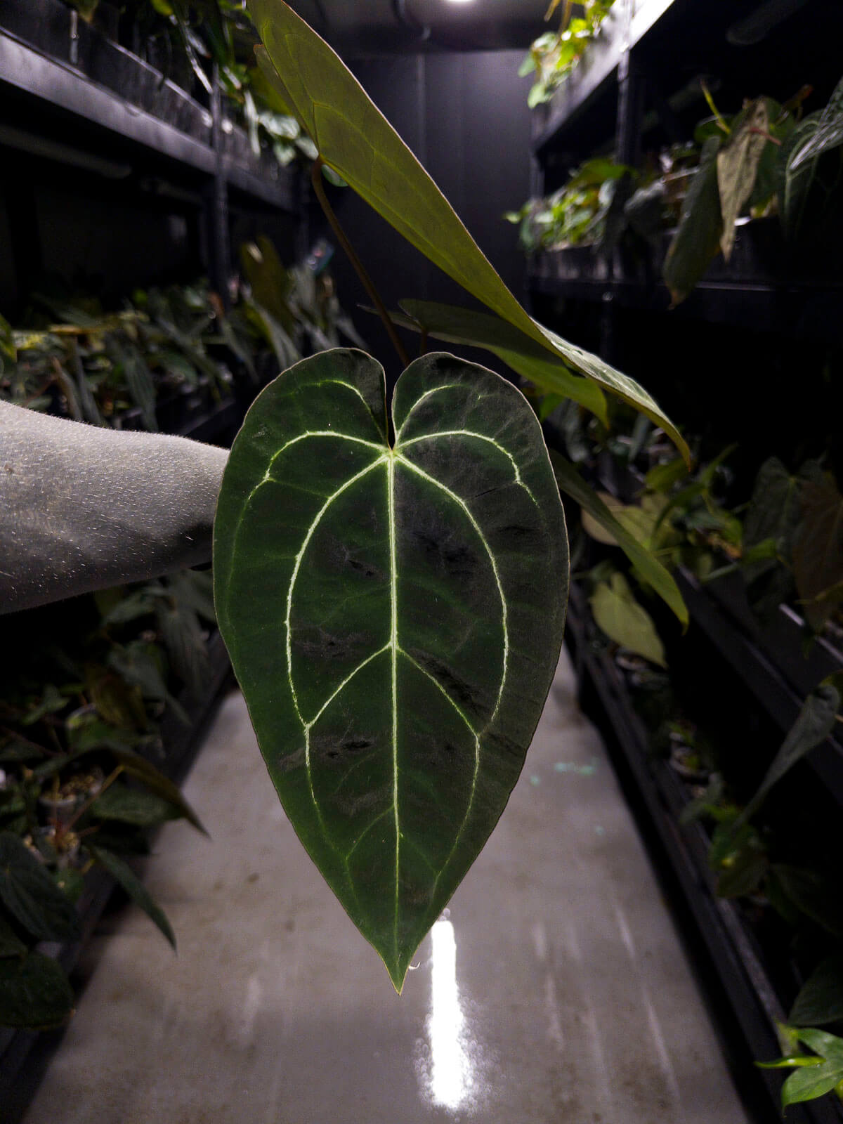 Anthurium besseae aff. 'Red' x 'Heinz' s1