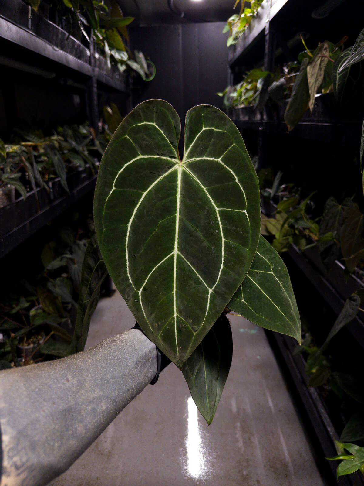 Anthurium besseae aff. 'Red' x 'Heinz' s1