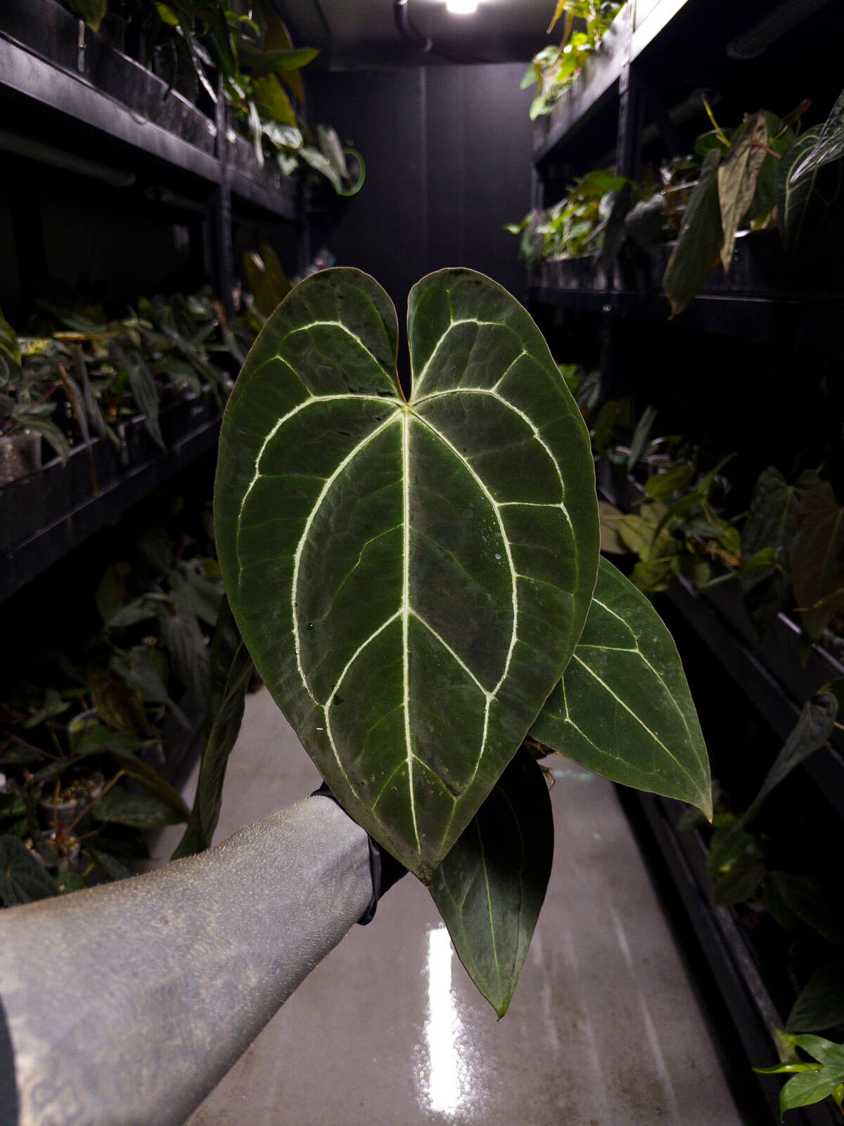Anthurium besseae aff. 'Red' x 'Heinz' s1