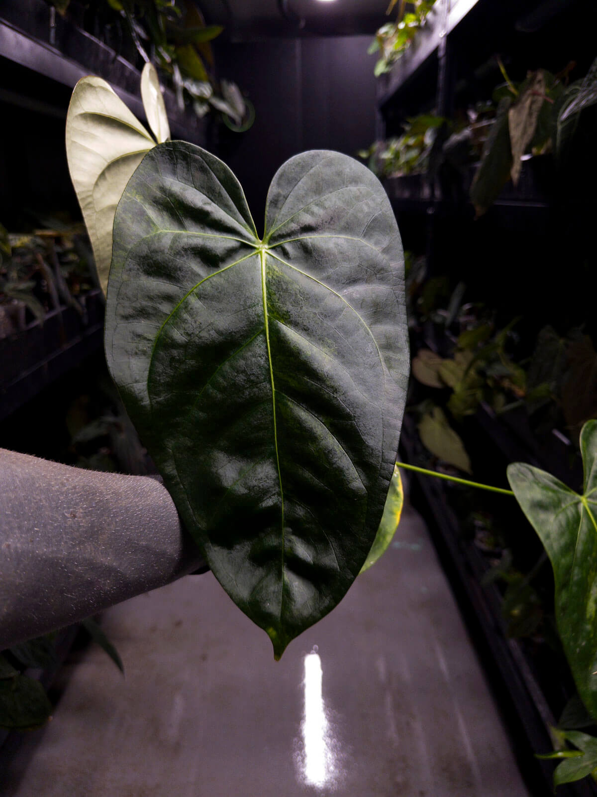 Anthurium #Tadpole • variegated