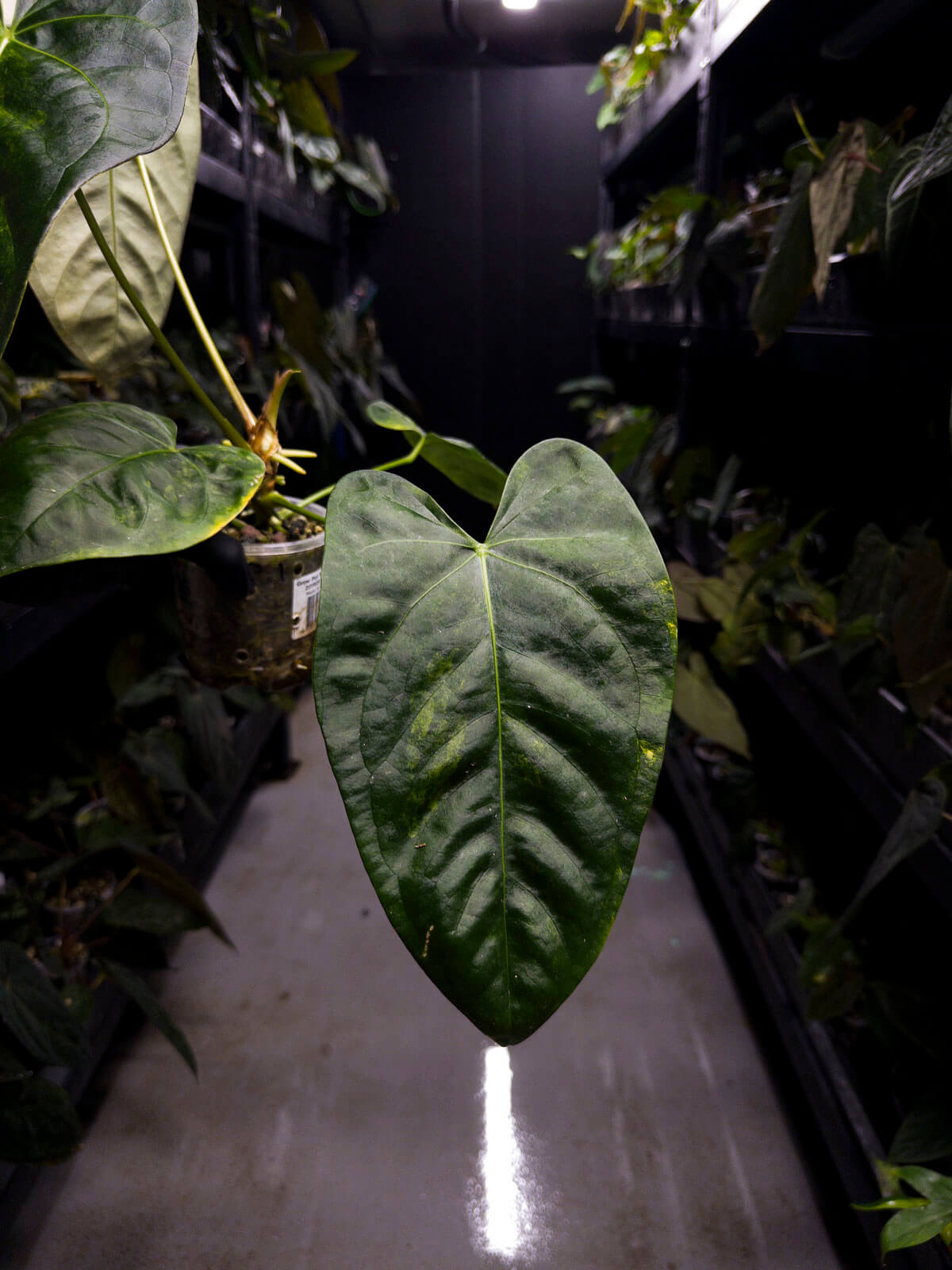 Anthurium #Tadpole • variegated