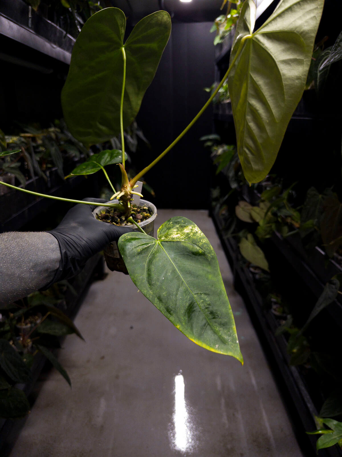 Anthurium #Tadpole • variegated
