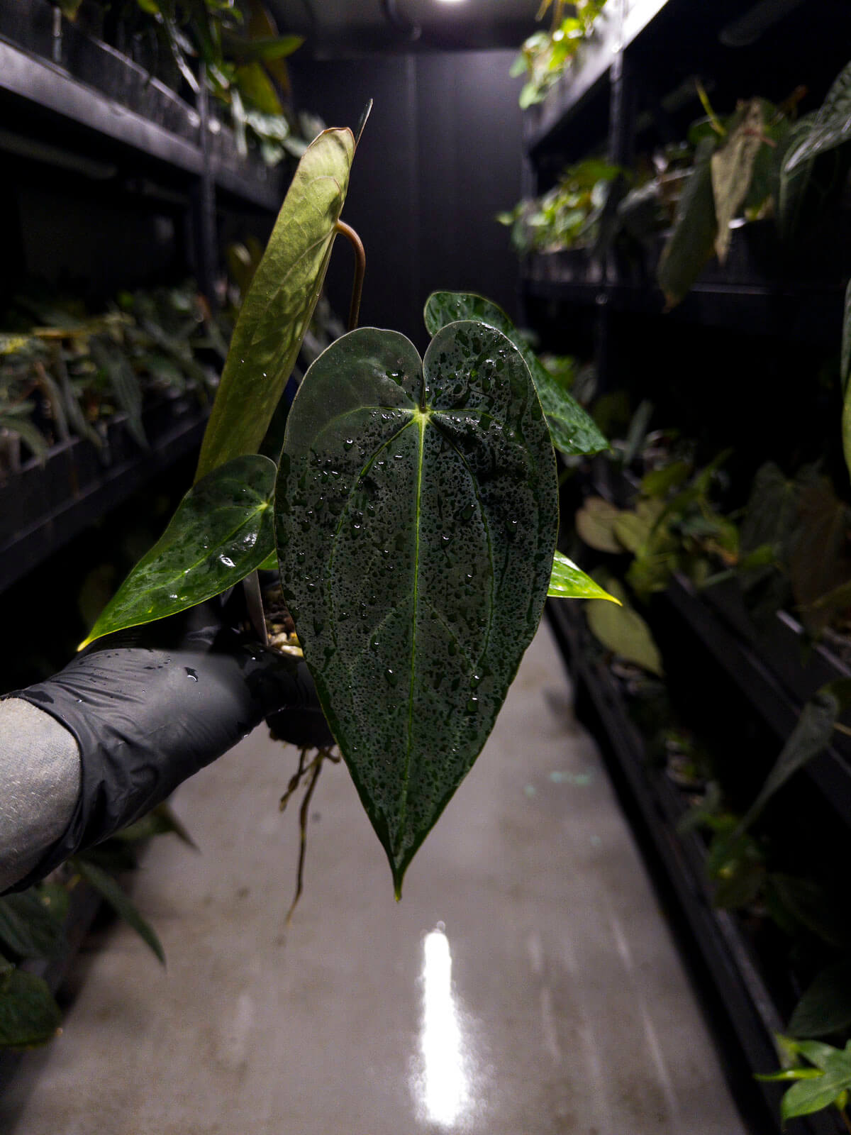 aos anthurium Anthurium ('AOS' x 'BVEP') x (carlablackiae x 'BVEP') • select holdbac – The Plant Plug