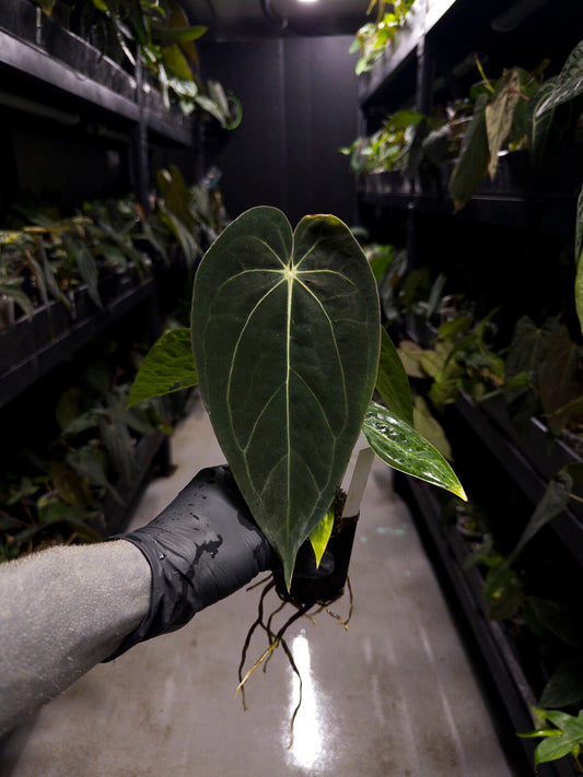 Anthurium ('AOS' x 'BVEP') x (carlablackiae x 'BVEP') • select holdback