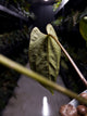 Anthurium #CherryWine
