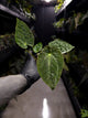 Anthurium #BlackCherry x 'Hoffx'