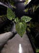 Anthurium #BlackCherry x 'Hoffx'
