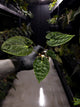 Anthurium #BlackCherry x 'Hoffx'