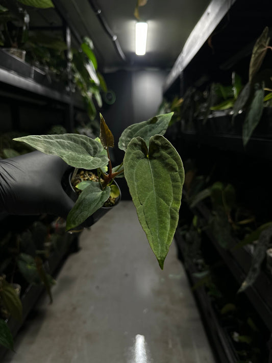 Anthurium #asmodeus - #twinphoenix x (pap x dress)