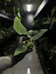 Anthurium #asmodeus - #twinphoenix x (pap x dress)