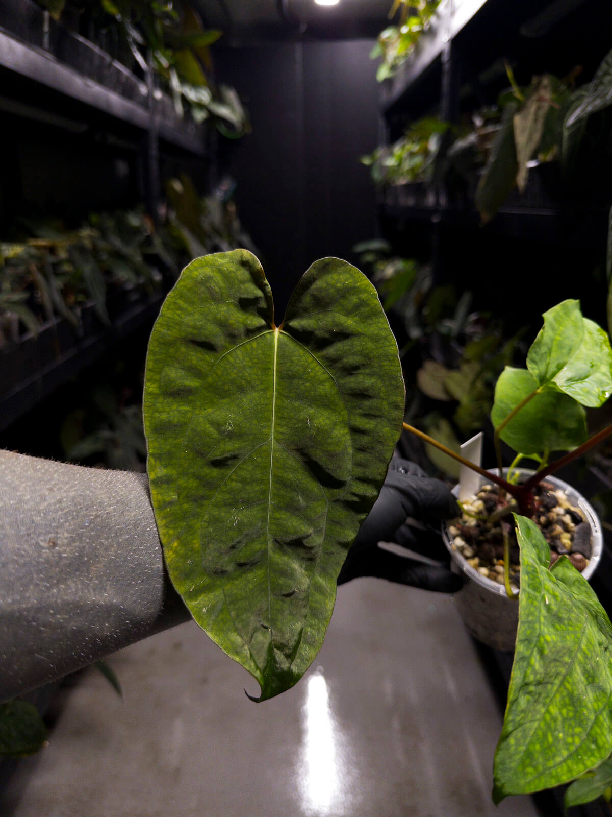 Anthurium 'Dropbear' x • gorgeous emergent