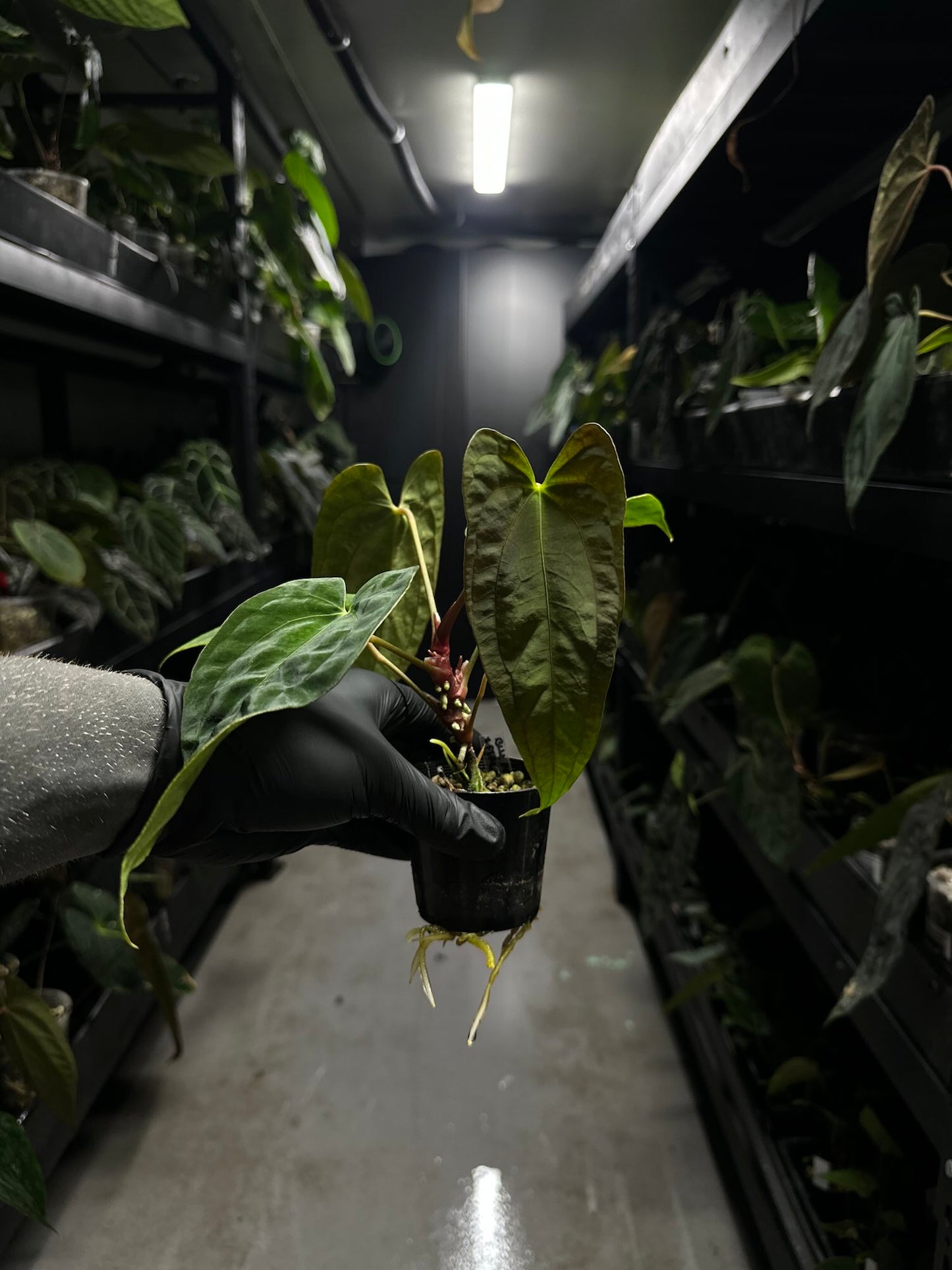 Anthurium black papillilaminum x (FSRL x FSxself)