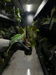 Anthurium black papillilaminum x (FSRL x FSxself)