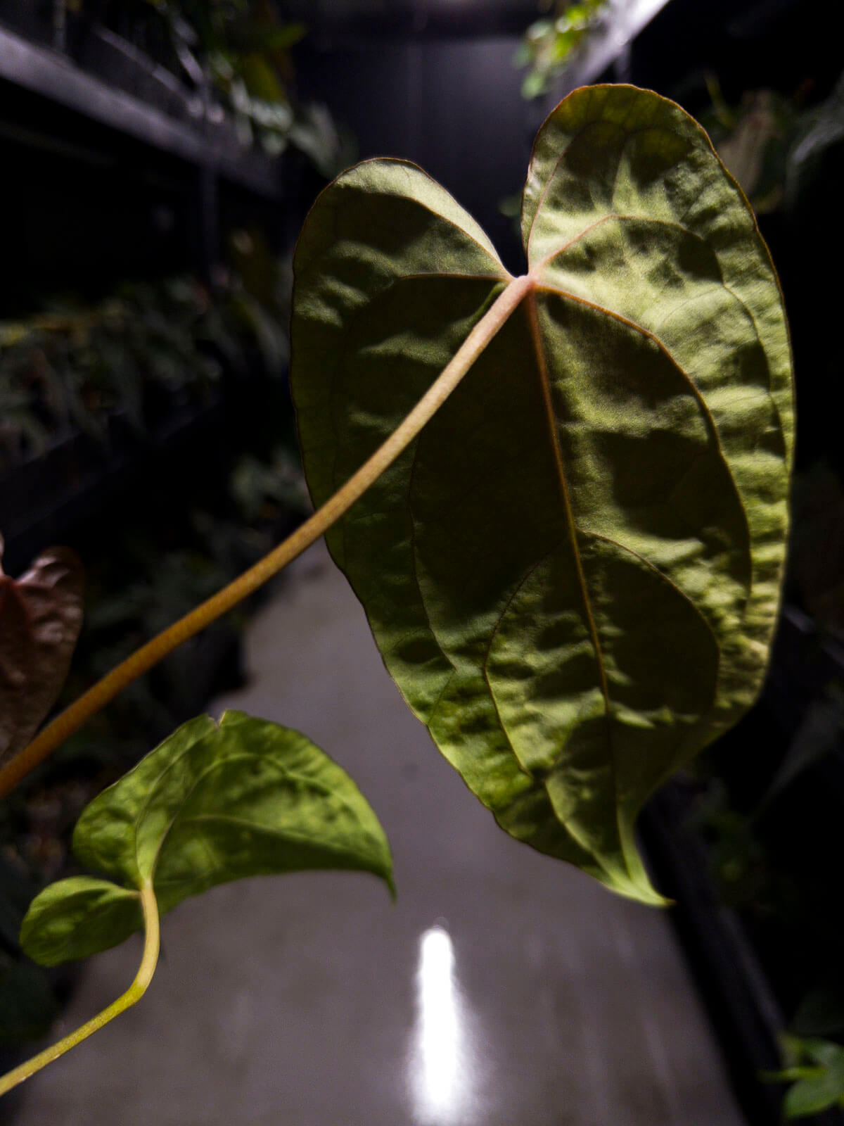 Anthurium 'Dropbear' x • gorgeous emergent