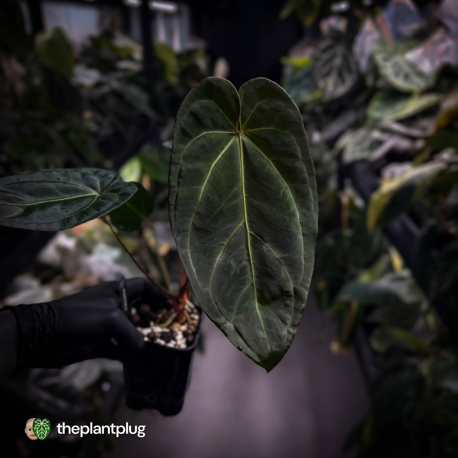 Anthurium #PurplePeopleEater 👾