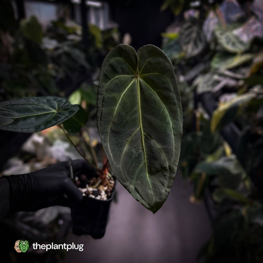 Anthurium #PurplePeopleEater 👾