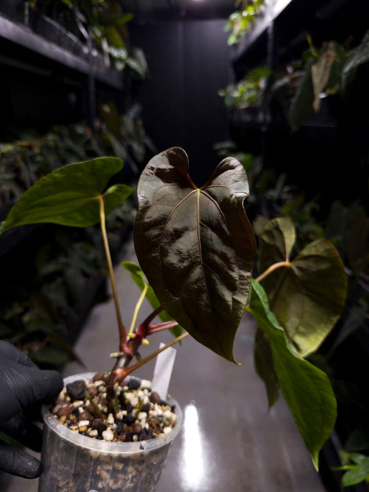 Anthurium 'Dropbear' x